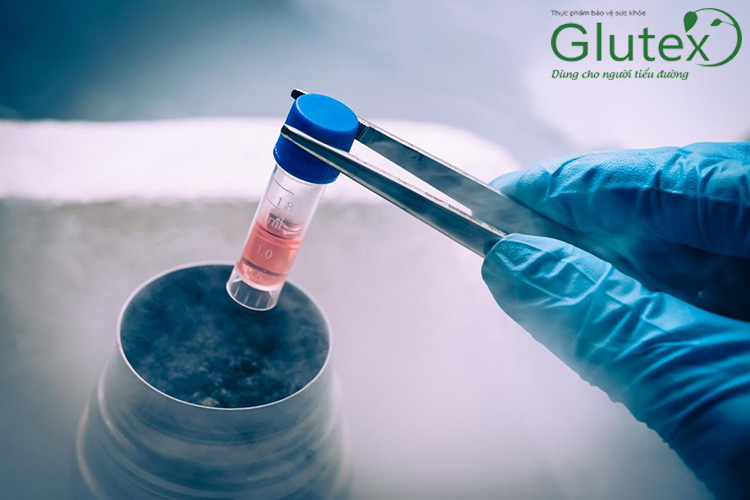 Tế bào gốc là tế bào có khả năng biệt hóa thành nhiều tế bào khác nhau, hứa hẹn sẽ giúp điều trị bệnh đái tháo đường hiệu quả
