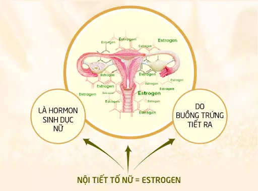 Noi-tiet-to-nu-(estrogen)-la-hormon-sinh-duc-nu-quan-trong-duoc-san-xuat-chu-yeu-boi-buong-trung