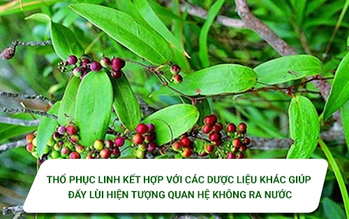 Dung-san-pham-bao-che-tu-tho-phuc-linh-ket-hop-voi-cac-duoc-lieu-khac-giup-day-lui-hien-tuong-quan-he-khong-ra-nuoc
