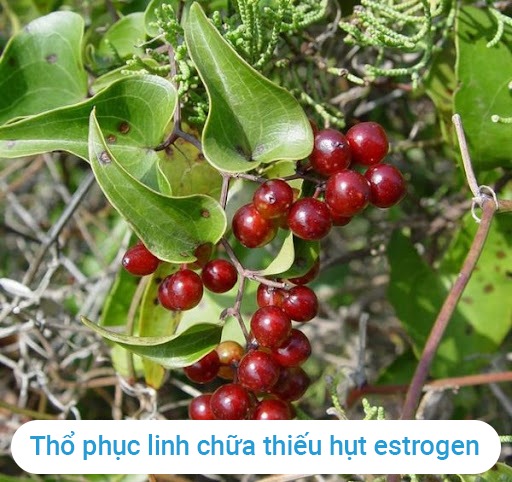 Tho-phuc-linh-la-thanh-phan-quan-trong-trong-vien-uong-thao-duoc-chua  thieu-hut-estrogen 