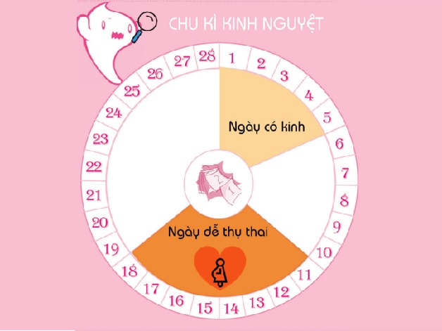 Cần hiểu rõ chu kỳ kinh nguyệt để tăng khả năng mang thai