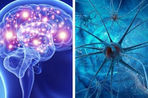 Tế bào thần kinh suy yếu làm giảm sản sinh dopamin, noradrenalin gây Parkinson