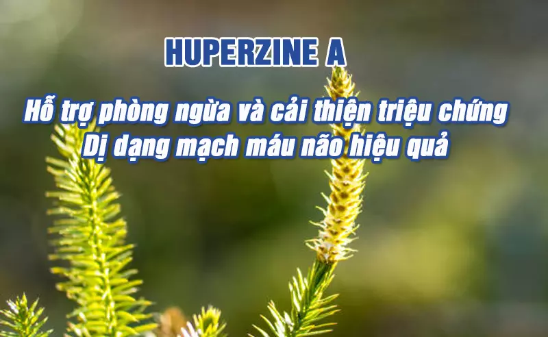 Huperzine-A-giup-bao-ve-mach-mau,-phong-tranh-bien-chung-di-dang-mach-nao