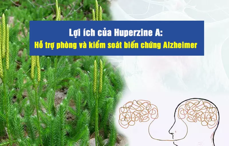 Huperzine-A-giup-ho-tro-ngan-ngua-su-tien-trien-cua-benh-Alzheimer