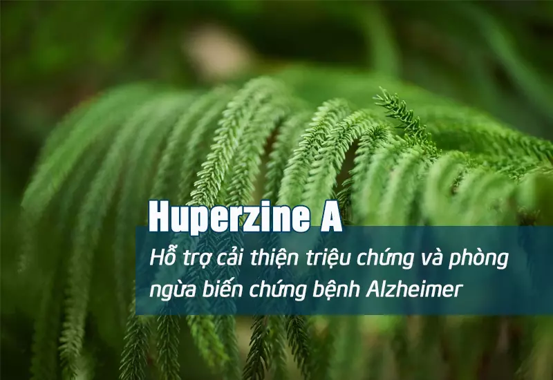 Hoat-chat-trong-thach-tung-rang-giup-ho-tro-cai-thien-benh-Alzheimer