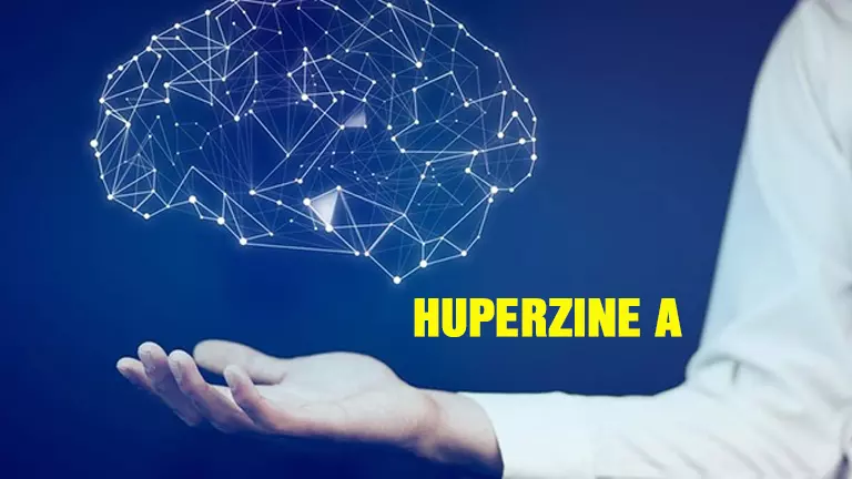 Huperzine A giúp hỗ trợ cải thiện các liên kết thần kinh, ngừa chứng sa sút trí tuệ