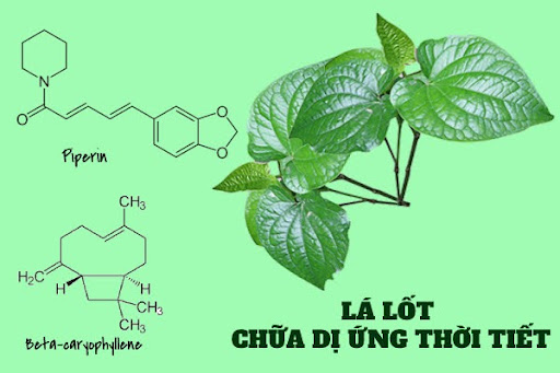 La-lot-chua-di-ung-thoi-tiet-do-co-nhieu-thanh-phan-duoc-tinh-tot-nhu-piperin-beta-caryophyllene.jpg