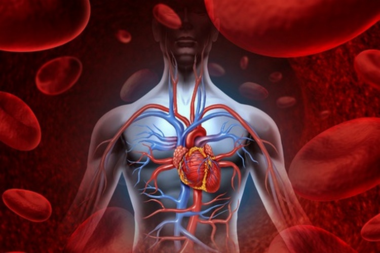 Chỉ số huyết áp nhịp tim bình thường