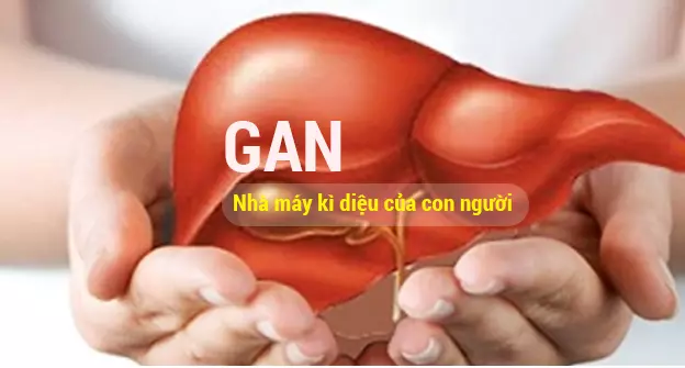 Gan đảm nhận nhiều chức năng quan trọng trong cơ thể