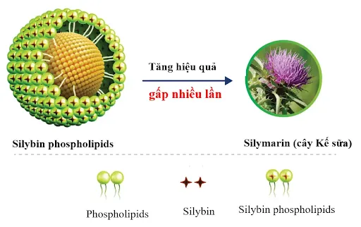 Silybin-Phospholipids-giup-huong-trung-dich-tai-gan-cho-hieu-qua-cao-bao-ve-gan-gap-nhieu-lan_11zon.webp