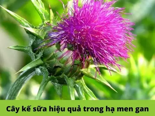 Cay-ke-sua-la-thao-duoc-hieu-qua-giup-ha-men-gan.webp