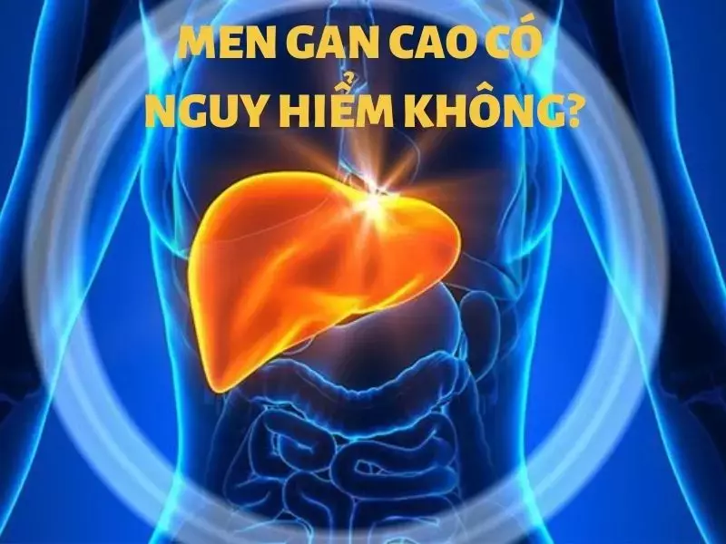 Men gan cao có nguy hiểm không? Làm gì khi men gan tăng?