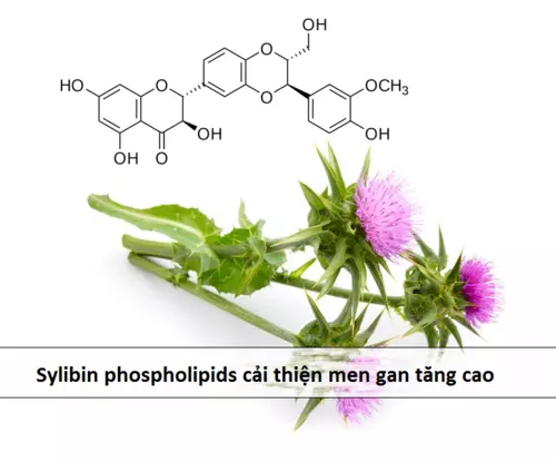 sylibin-phospholippid-ho-tro-ha-men-gan.webp