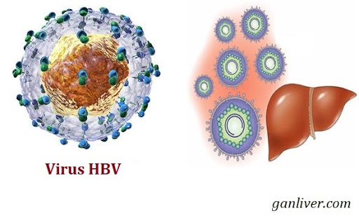 benh-viem-gan-b-do-virus-hbv-gay-ra.jpg