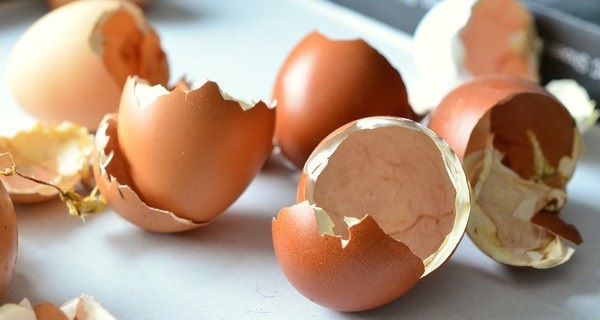 Màng vỏ trứng giàu collagen tuýp 2 tốt cho người bị thoái hóa khớp gối