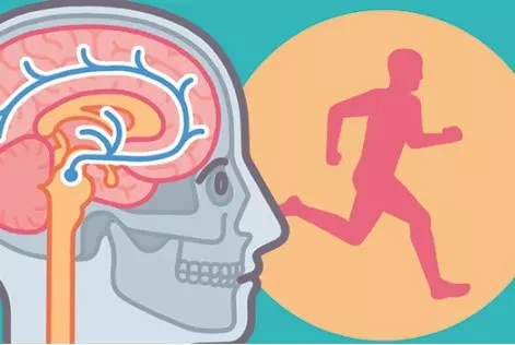 Tập thể dục giúp cải thiện quá trình trao đổi chất, tăng cường lưu thông máu não